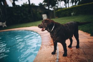 Dog by the pool